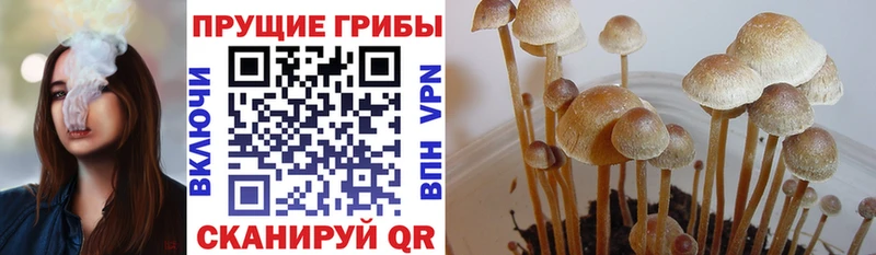 где можно купить наркотик  Екатеринбург  Галлюциногенные грибы прущие грибы 